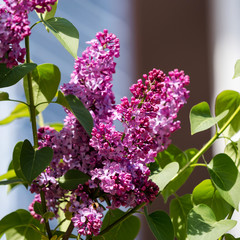 Violet lilac flowering in Strasbourg, sunny day, beautiful weather
