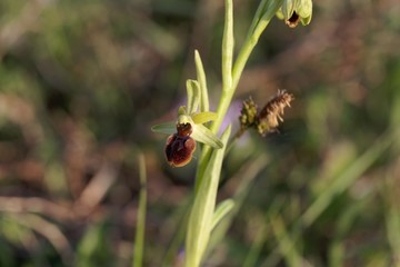 Flower of the wild early spider-orchid (Ophrys sphegodes)
