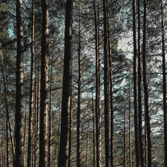 Obraz premium Forest in Scottish Highlands