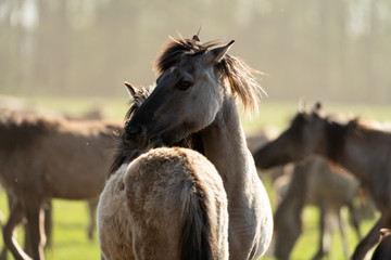 Kuschelstunde, Wildpferde auf der Weide. © PepeSun