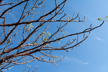 arbol