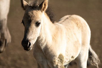 Wildpferd Pony im schönen Licht