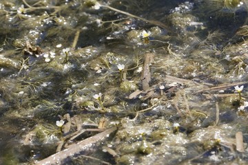 Flowers and under water leaves of common water-crowfoot (Ranunculus aquatilis)