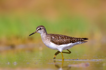 Common water bird. Bird: Wood Sandpiper. Tringa glareola. Colorful nature background.