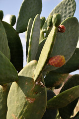 Reife Kaktusfeigen am Kaktus