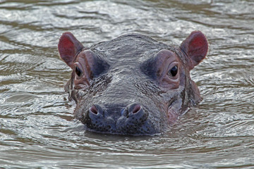 Flusspferd im Wasser, iSimangaliso National Park, Südafrika