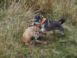 Dogs play fighting terrier