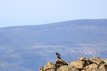 A crow on a mountain