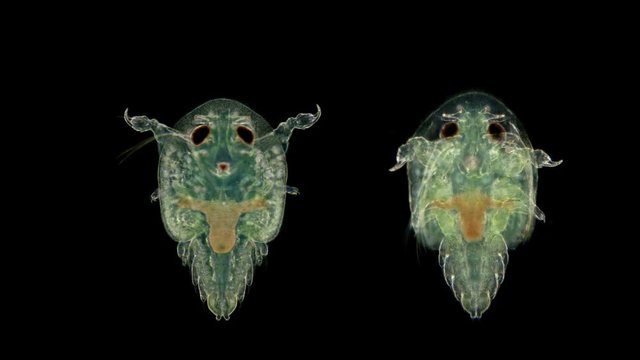 Lice under a microscope, the so-called carp lice - Branchiura, are parasites sucking blood in fish 4K