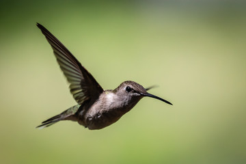 hummingbird in flight