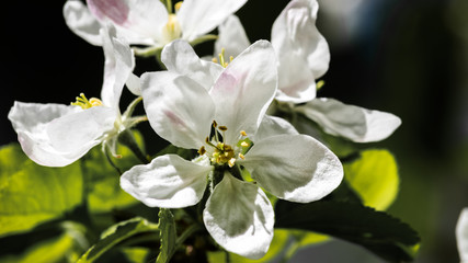 Fototapeta na wymiar Apfelblüte im Sonnenschein