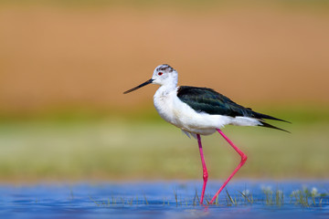 Common water bird. Black winged Stilt. Himantopus himantopus. Colorful nature background.