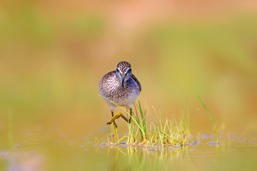 Common water bird. Bird: Wood Sandpiper. Tringa glareola. Colorful nature background.