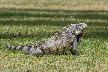 A green iguana posing in the grass in Curacao