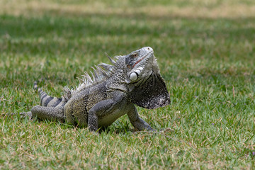 Green iguana displaying its dewlap under its neck