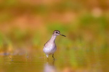 Common water bird. Bird: Wood Sandpiper. Tringa glareola. Colorful nature background.