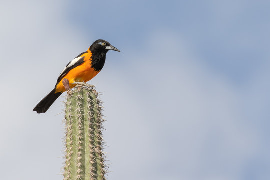 Venezuelan troupial bird on top of a Kadushi cactus