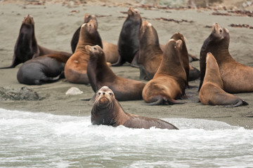 Obraz premium California sea lion, zalophus californianus, Mexico, seal, Espritu Santo national park