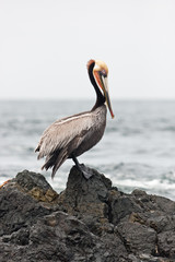 Brown pelican, pelecanus occidentalis, pelican, Mexico, California peninsula, Laguna San Ignacio