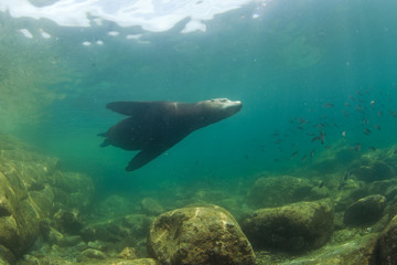 Fototapeta premium California sea lion, zalophus californianus, Mexico, seal, Espritu Santo national park