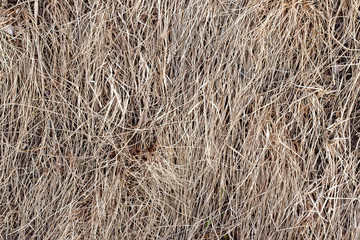 dry grass background texture, hay, old, last year, haymaking, poster, postcard