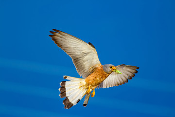 Flying falcon. Blue sky background. Falcon: Lesser kestrel.