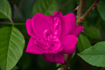 Pink rose