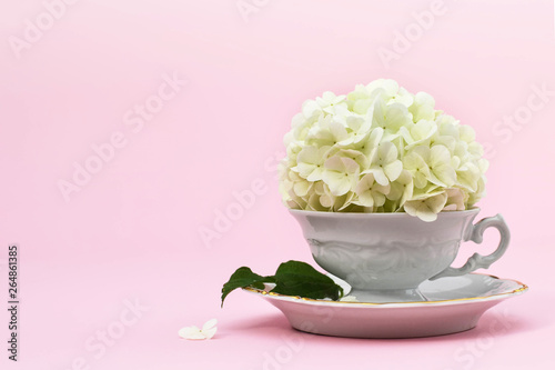 Mothers Day background with copy space. Snowball flower in vintage tea cup