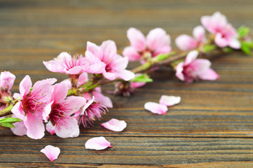 Cherry blossom branch on wooden background