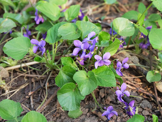 Forest violets blooming in the forest in early spring.