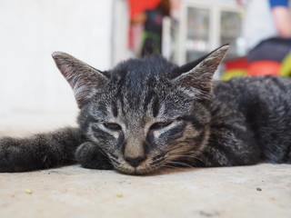 Cat napping sleeping