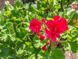 red flowers in the garden