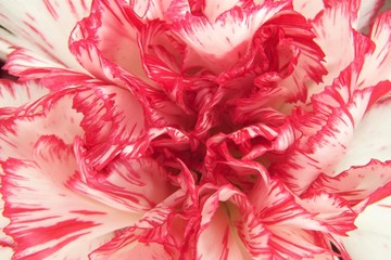 Petals of white carnation (Dianthus caryophyllus) with red edge