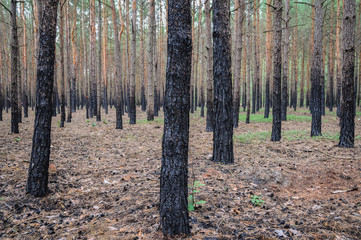 Black trunks of pine trees after ground fire in Mazovia region of Poland