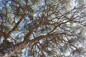 Pine branches with the sky in the background
