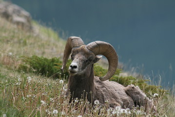 Ariete