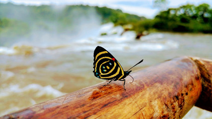  A butterfly perched on the railing of the Iguazu Falls, Argentina.