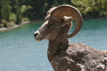 Ariete