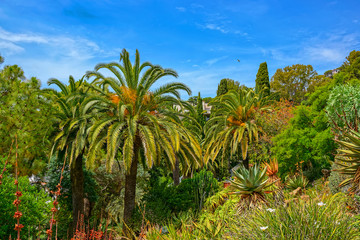 Fototapeta na wymiar Exotic tropical trees and plants growing on rocks in the park. Blanes, Spain.