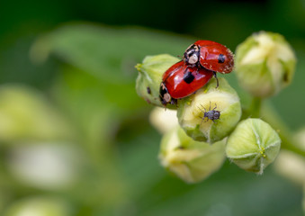 Fototapeta premium Les coccinelles