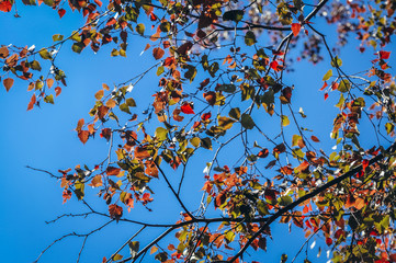 Betula pendula Roth tree variety Purpurea commonly called silver birch