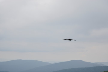 Fototapeta na wymiar Landscape in the mountains with flying crow, Bieszczady Mountains, Poland