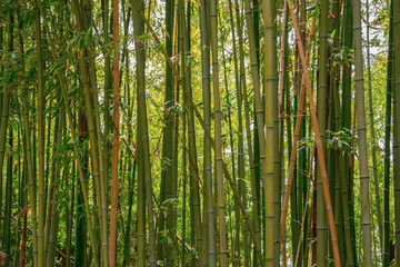 Bamboo thickets in botanical garden in Blanes, Catalonia, Spain.