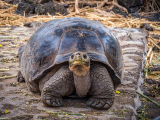 Close up of a beautiful Giant Tortoise in the highland of Santa Cruz Island, Galapagos Islands, Ecuador