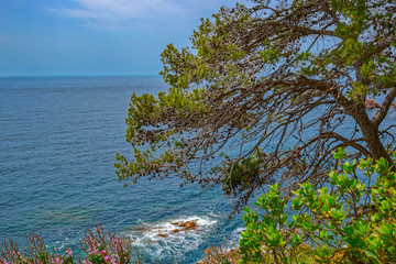 Alone evergreen pine (Pinus) on th Mediterranean sea coast background. Blanes, Costa Brava, Spain.