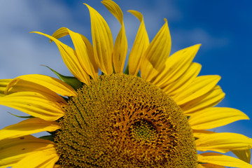 Naklejka premium Sunflowers in Yarramalong NSW Australia