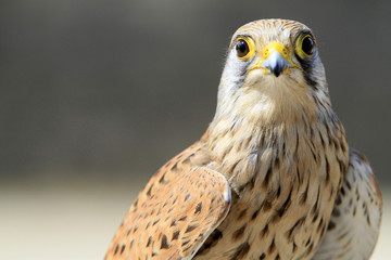 Faucon. / Falcon.
