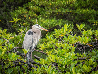 Beautiful Great Blue Heron bird spotted near Isabela Island, Galapagos Islands, Ecuador