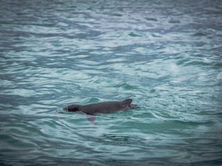 Galapagos penguin swimming in the sea
