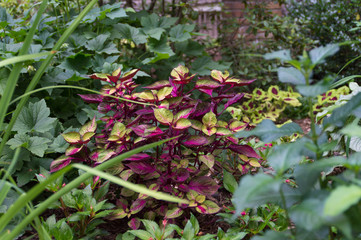 Coleus